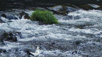 waterval visie in wild natuur video