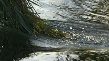 waterval visie in wild natuur video