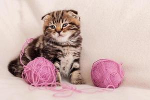 Cute and playful. Cute little Scottish fold kitten looking away while sitting near the tangled wool photo