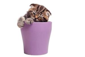 Finding a peaceful place to sleep. Cute Scottish fold kitten sitting inside of beer mug and looking away photo