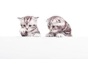 What is there Two curious Scottish fold kittens leaning at the copy space and looking at it while being isolated on white background photo