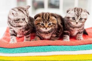 Three curious kittens. Three cute Scottish fold kittens sitting together on the top of the colorful towel stack photo