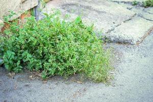 galinsoga parviflora hierba verde de verano que crece en el pavimento cerca de la pared del edificio de ladrillo en la ciudad europea foto