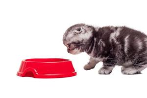 I am hungry. Cute little kitten looking at the food bowl while standing against white background photo