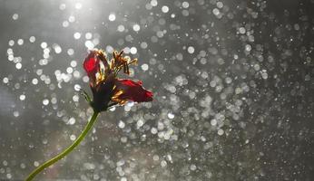 Red dry flower on a blurred shiny sparkling gray background. Cover design. Greeting card photo