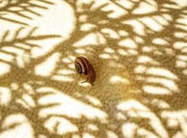 Small grape snail on light background with patterned shadows from a plant twig and a small rainbow, copy space. Abstract photo