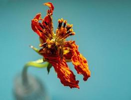 Orange dry flower close-up with yellow stamens on a blue background. Copy space photo