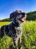 lindo perro barbudo gris peludo con la boca abierta sobre hierba verde. pasear al perro y cuidar mascotas foto