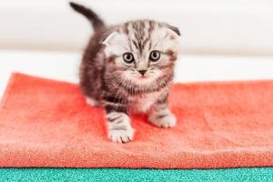 Curious kitten. Top view of curious Scottish fold kitten sitting on the top of the colorful towel stack photo