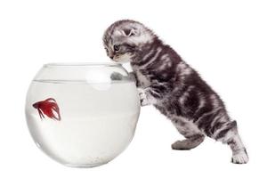 Who are you Curious Scottish fold kitten watching at the goldfish while leaning at the fishbowl photo