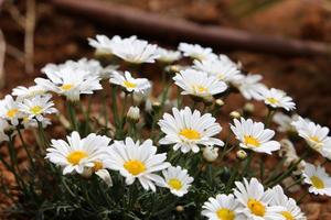 Daisies grow in a city park in northern Israel. photo