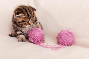 jugando con lana. lindo gatito scottish fold jugando con lana enredada foto