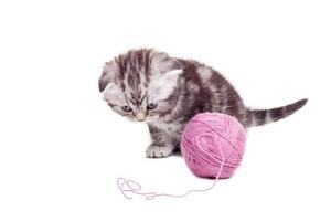 Curious little kitten. Cute Scottish fold kitten sitting near the woolen tangle and looking at it photo