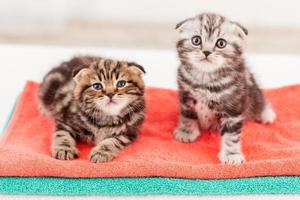 Cute and curious. Top view of two curious Scottish fold kittens sitting together on the top of the colorful towel stack and looking at camera photo
