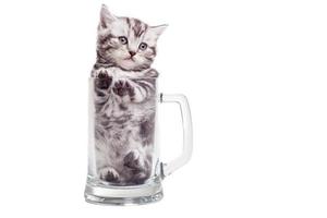 Finding a nice place. Cute Scottish fold kitten sitting inside of beer mug and looking away photo