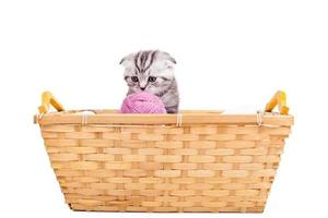 Little cutie. Cute Scottish fold kitten sitting at the basket with woolen tangle laying near him photo