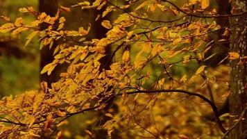 il le foglie di il alberi nel il foresta soffiaggio nel il vento. foresta atmosfera. giallo le foglie video