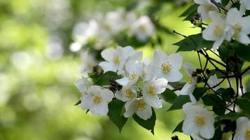 flores blancas en el jardín. eso se ve hermoso video