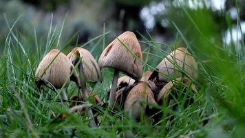 un grupo de hongos en medio de la hierba. en la mañana. fondo del bosque con una brisa video