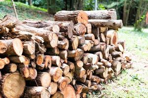 Logging, thick logs lie in the forest against the backdrop of a sunset, copy space, timber photo