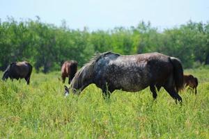 los caballos pastan en un prado verde.