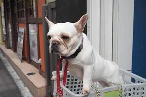 un adorable perro blanco en una cesta en una bicicleta antigua foto