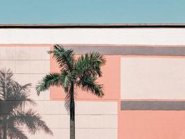 Profile view of a. Palm tree against a pink wall photo