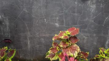 Red miana plant with yellow border and purple background photo