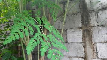 Moringa leaves against a cracked brick wall photo