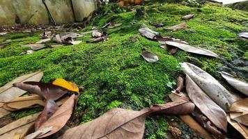 Close up of beautiful green moss with a sprinkling of dry leaves photo