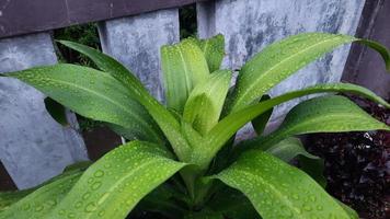 Green dracena plant after rain photo