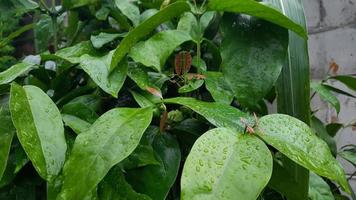 las hojas de la planta tangkil que son salpicadas por el agua de lluvia se ven tan frescas 03 foto