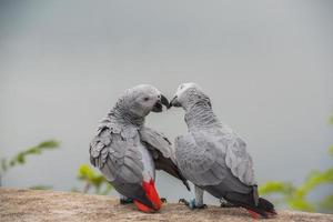 Two parrots or love birds in love kiss each other, Parrot love, African grey parrot sitting and talking together with love emotion. photo