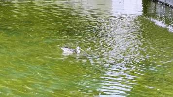 um pato selvagem mergulha na água da fonte da cidade.