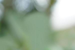 abstract background bokeh from green leaves. Concept bokeh from nature, soft and selective focus. photo