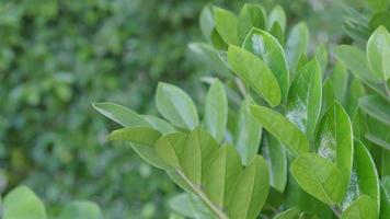 Light wind blowing plant leaves in garden daytime with sunny. video