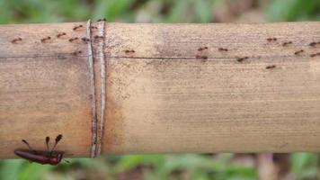 nero formica nel naturale foresta ,camminare nel righe su bambù per mossa residenze durante il piovoso stagione video