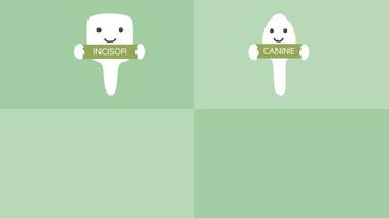 happy tooth type with detail word - incisor, canine, premolar, molar, kind of teeth - dental cartoon vector flat style 2d footage animation, in 4K and UHD ultra high definition video format 3840x2160