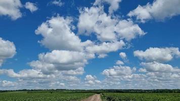 Schwebende große Wolken über einem Feld junger Sonnenblumen an einem sonnigen Tag. Zeitraffer. video