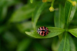 macro photo ladybug