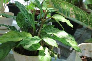 Green fresh plant called Aglaonema Houseplants in the garden photo