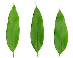 three green leaf naturally isolated on white photo