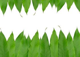 Frame from green leaf  isolated on white background photo