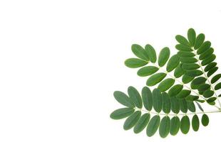 Green leaves of the tree isolated on a white background photo