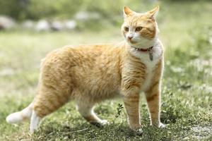 un gato de rayas rojas camina sobre la hierba afuera foto