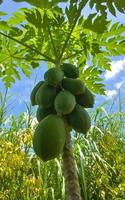 Papaya fruit  in the garden in Thailand photo