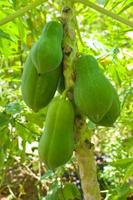 Papaya fruit  in the garden in Thailand photo