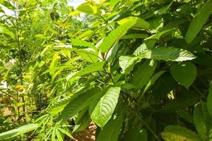 Granja de hierbas tailandesas verdes hojas de kratom para la salud foto