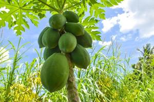 Papaya fruit  in the garden in Thailand photo