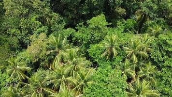 antenne visie van de oerwoud in costa rica video